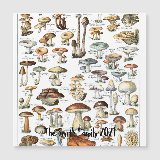 Ilustração de Arte de Gráfico de Mushroom Vintage (Frente)