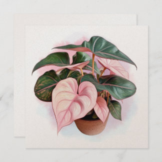 Ilustração de Filodendron Princesa Rosa