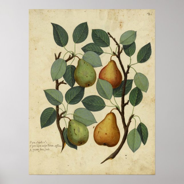 Ilustração de Pear Botânica de Fruta de Poster de  (Frente)