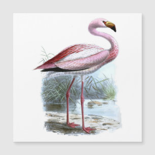 Ilustração de Puna Flamingo Vintage