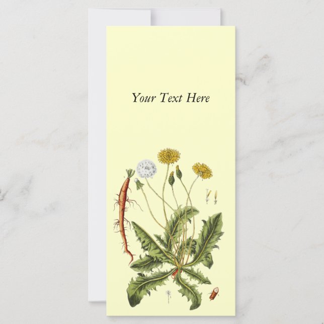 Ilustração Vintage Dandelion (Frente)