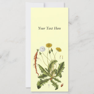 Ilustração Vintage Dandelion
