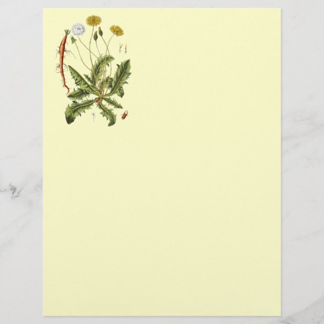 Ilustração Vintage Dandelion (Frente)