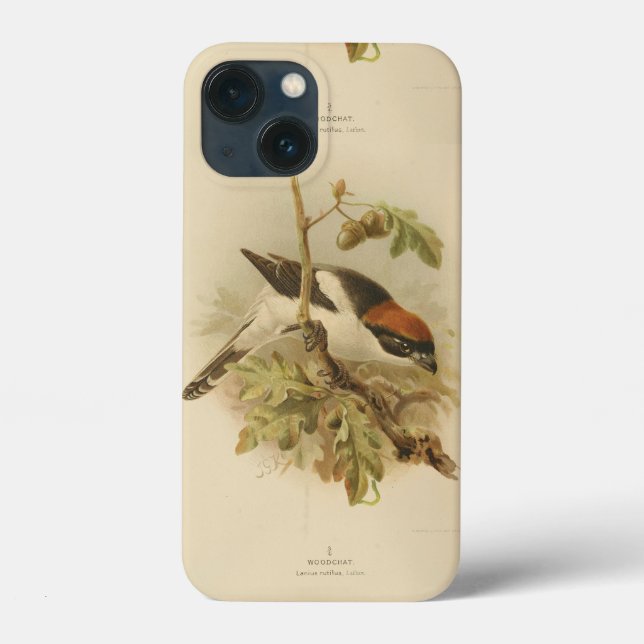 Ilustração Vintage de Woodchat Shrike (Verso)