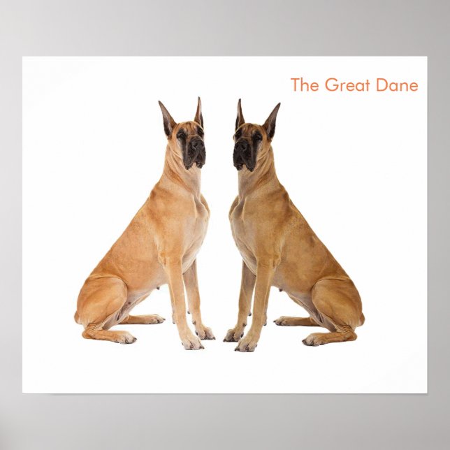 Imagem de Cachorro para Poster (Frente)