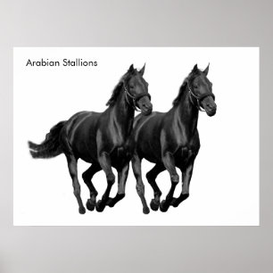 Imagem de cavalos para Poster