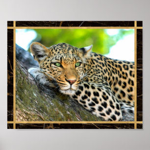 Imagem de Foto de Leopardo Impressa em Poster
