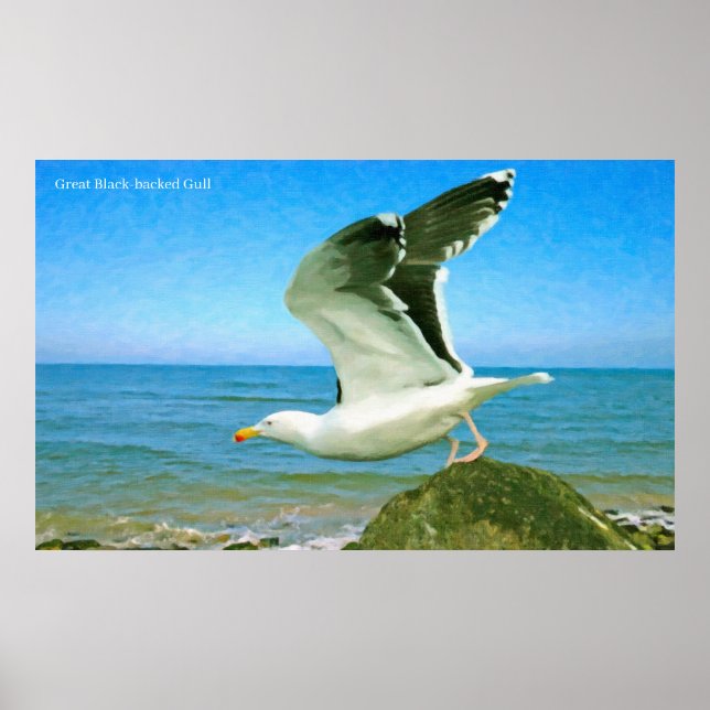 Imagem de pássaro para Poster (Frente)