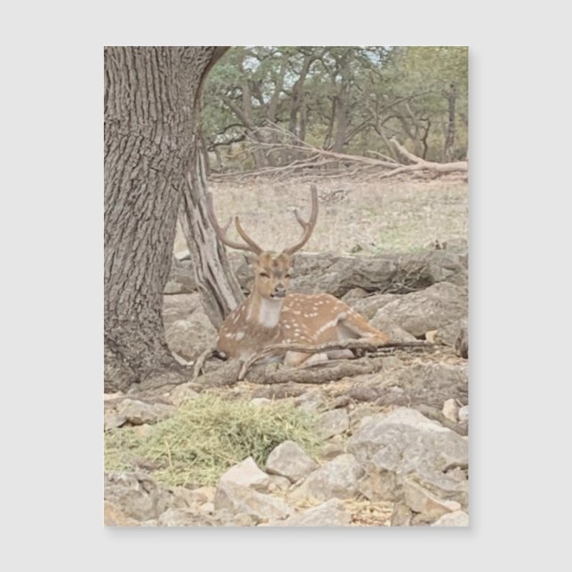 Imagem de Veado Preguiçoso (Frente)