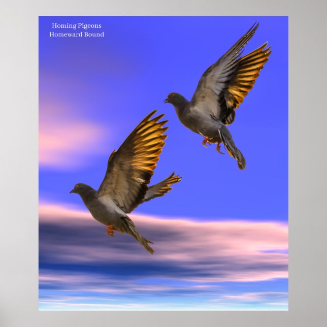 Imagem do Pombo Homing para Poster (Frente)