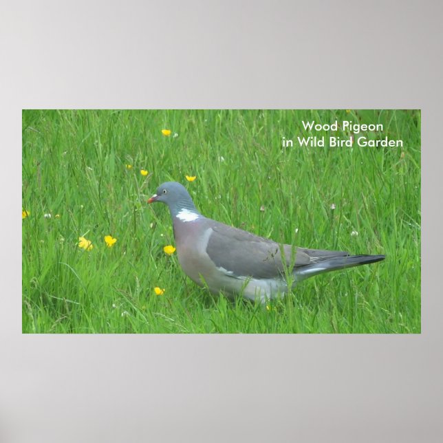 Imagem do pombo para o poster (Frente)