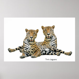 Imagem Jaguar para Poster