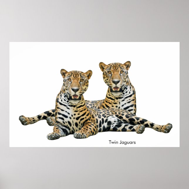 Imagem Jaguar para Poster (Frente)