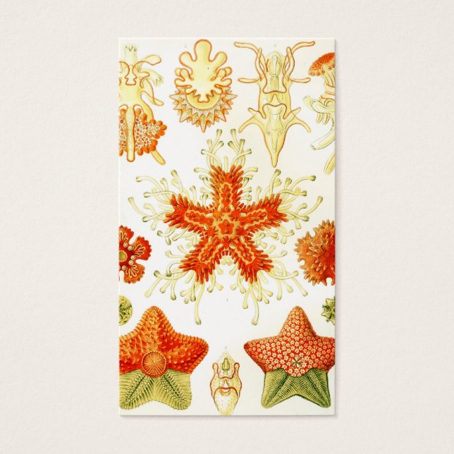 Imagem Naturalista Vintage de Starfish (Asteroidea (Frente)