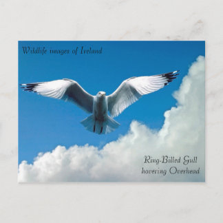 Imagens da vida selvagem para cartão postal