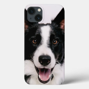 Imagens de Getty   A border collie de sorriso