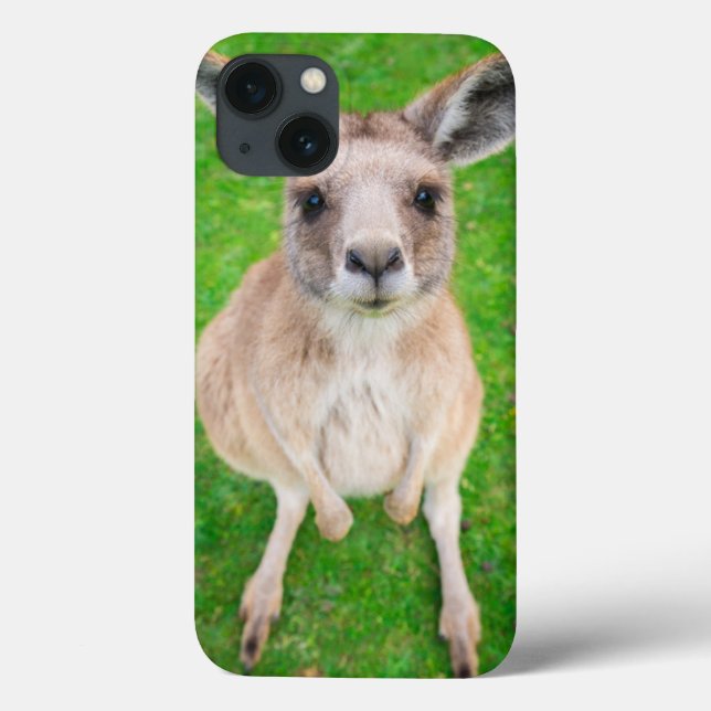Imagens Getty | Baby Kangaroo (Verso)