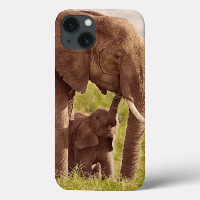 Imagens Getty | Elefante e bebê (Verso)