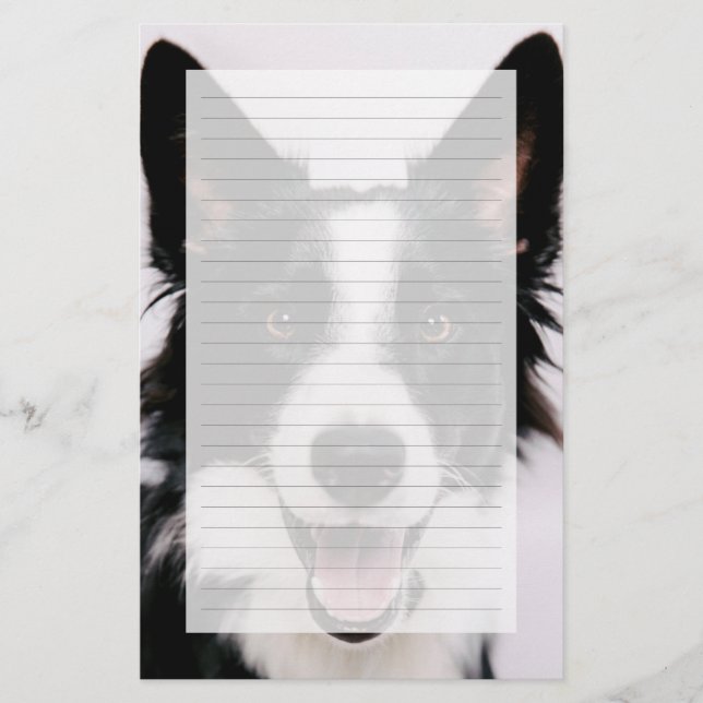 Imagens Getty | Um Collie de Borda Sorridente (Frente)