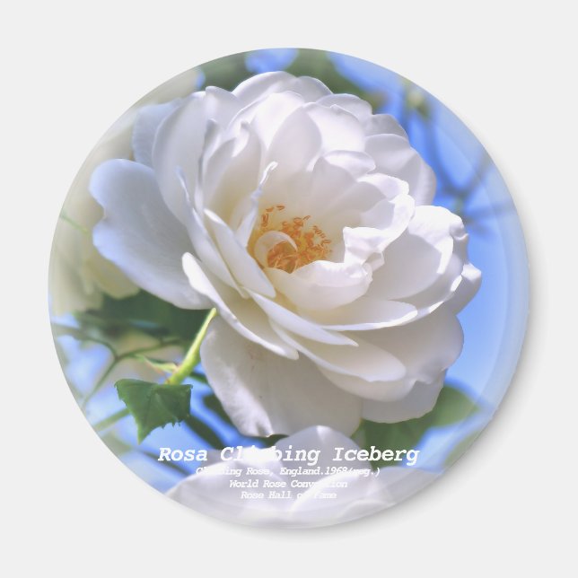 Íman つ る ア イ ス Equipe do バ (Frente)