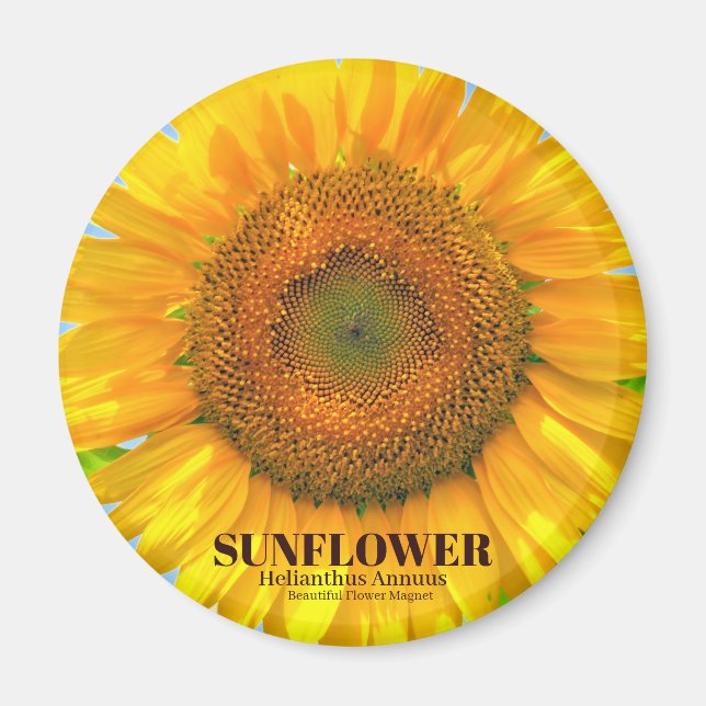 ÍMAN ひ ま わ り (Frente)