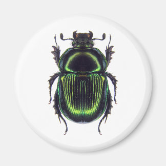 ÍMAN オオセンチコガネ