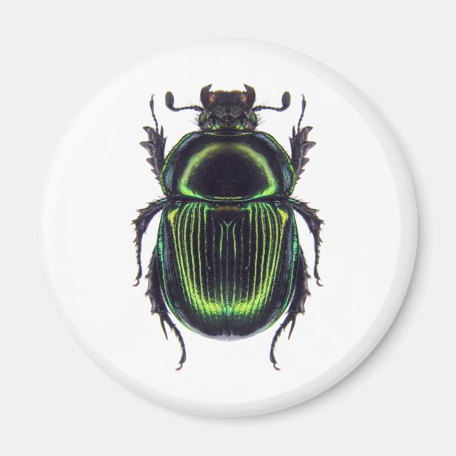 ÍMAN オオセンチコガネ (Frente)