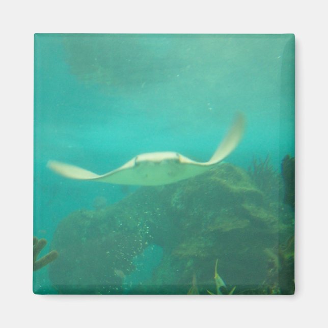 Íman 104_3660 - Sting Ray Magnet (Frente)