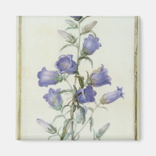 Íman 15: Campanula: Meio 1787