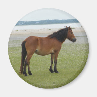 Íman 2009-7-20 Shackleford Banks 00028