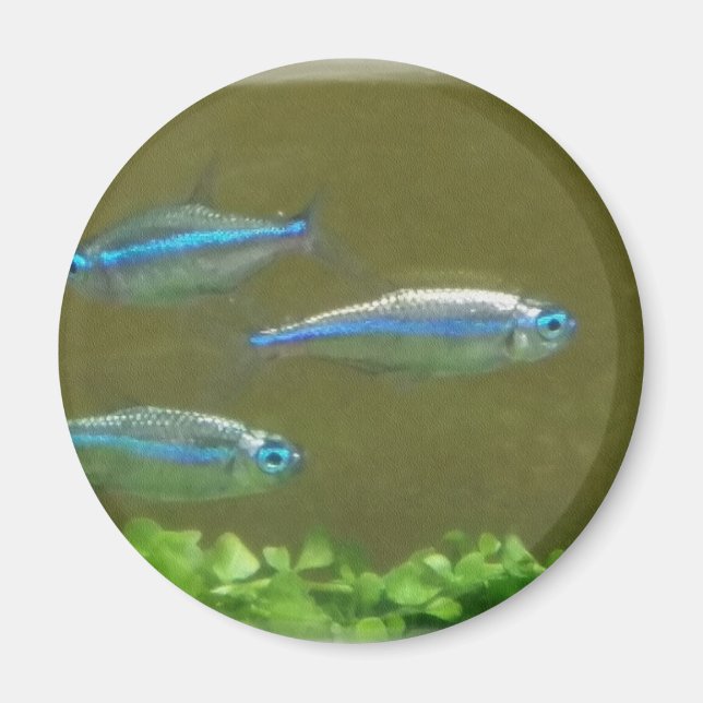 ÍMAN 20160526 (Frente)