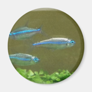 ÍMAN 20160526_113326