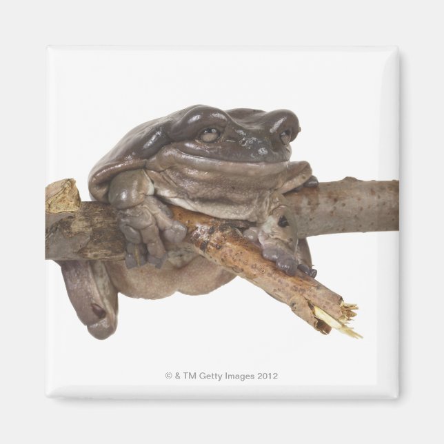 ÍMAN 23568138 (Frente)