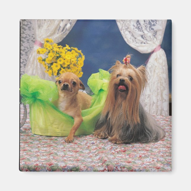 ÍMAN 24095240 (Frente)