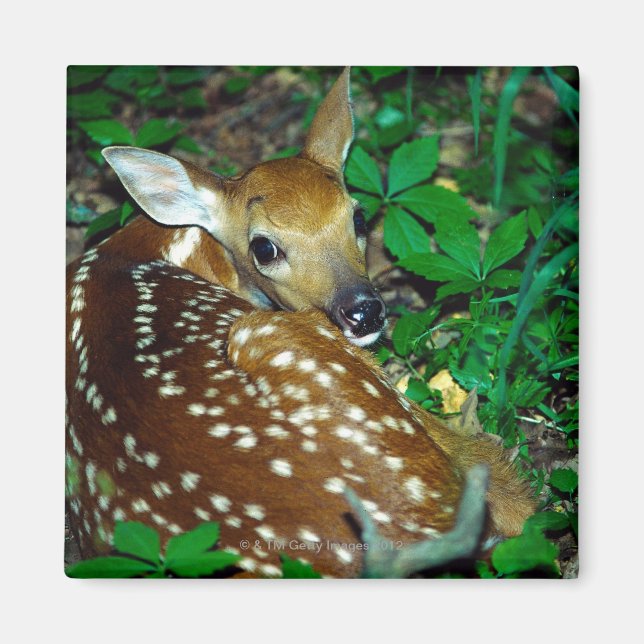 ÍMAN 24114390 (Frente)