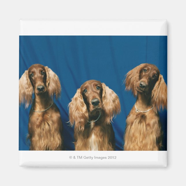 ÍMAN 24119671 (Frente)