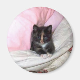 Íman 29154_Muffin-the-Cat_620