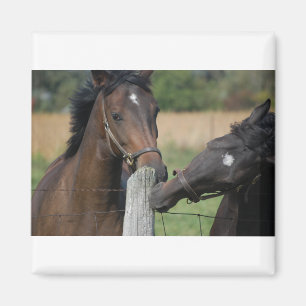 Íman 2 Cavalos mastigando um Posto de cerca