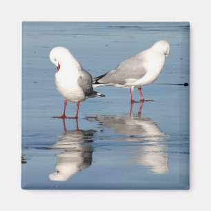 Íman 2 gaivotas em uma praia