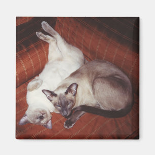 Íman 2 gatos Siamese: Tortie e ponto do selo