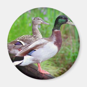 Íman 2 patos selvagens em um ímã da cerca
