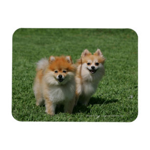 Íman 2 Pomeranians que olha a câmera