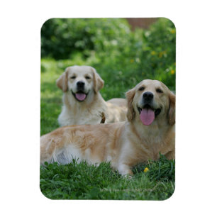 Íman 2 Retrievers dourados que colocam na grama