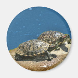 Íman 2 tartarugas em uma rocha