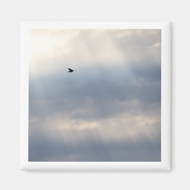 Íman 2x2 de Swallow em árvore (Frente)