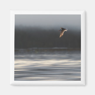 Íman 2x2 Tern Comum