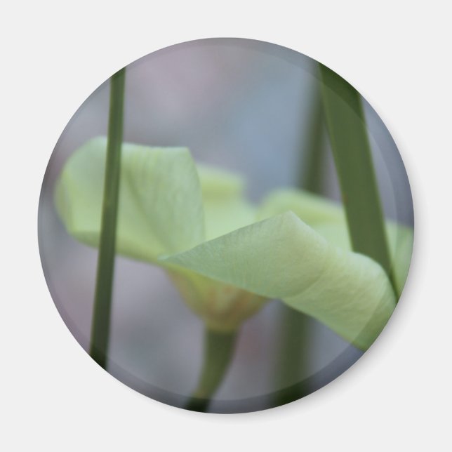 Íman 30 de abril Flor na Grama (Frente)