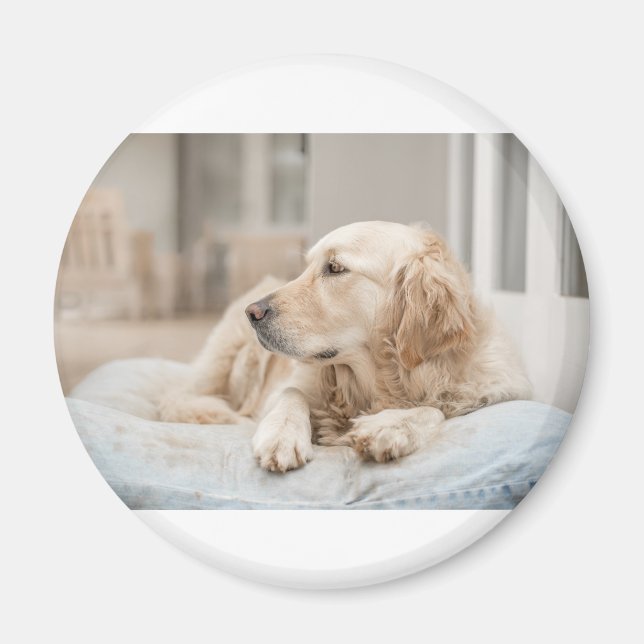 Íman 34137641_xxl (Frente)