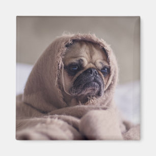 Íman 3 Cachorro Cortado