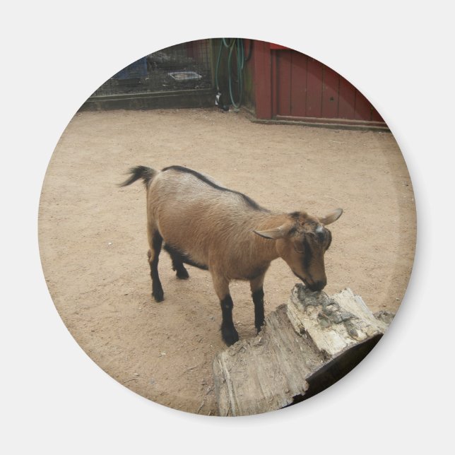 Íman 3 de abril (11) (Frente)